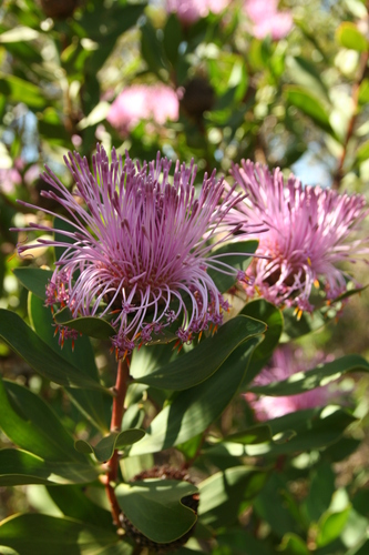 Isopogon latifolius, photograph 6