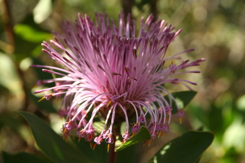 Isopogon latifolius, photograph 5