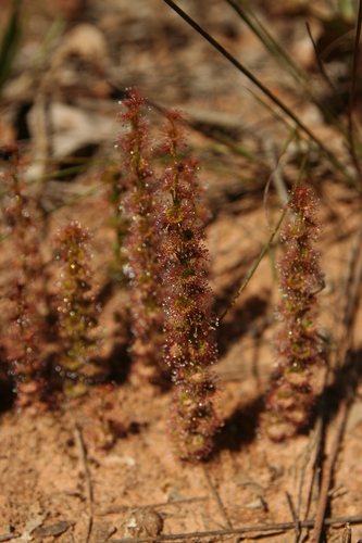 Drosera platypoda