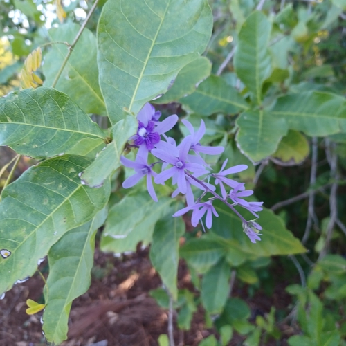 Image of Petrea volubilis by (c) witrish, some rights reserved (CC BY)
