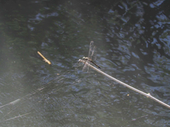 Onychothemis tonkinensis