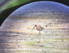 Limnodromus semipalmatus