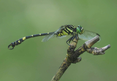 Lamelligomphus formosanus