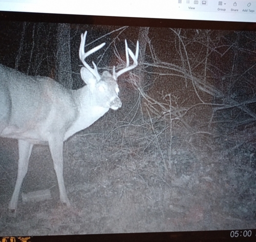 White-tailed Deer photographed in West Virginia