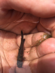 Pylodictis olivaris