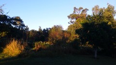 Telophorus olivaceus