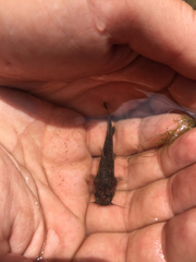 Pylodictis olivaris