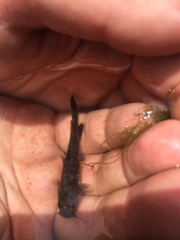 Pylodictis olivaris