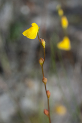 Utricularia guyanensis