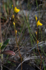 Utricularia guyanensis