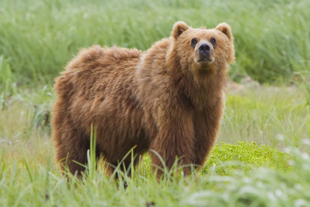 Alaska brown bear
