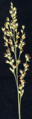 Panicum subflabellatum