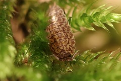 Porcellium collicola