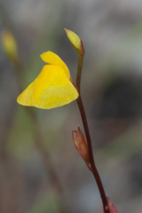 Utricularia guyanensis