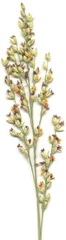 Panicum subflabellatum