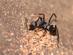 Camponotus rufoglaucus