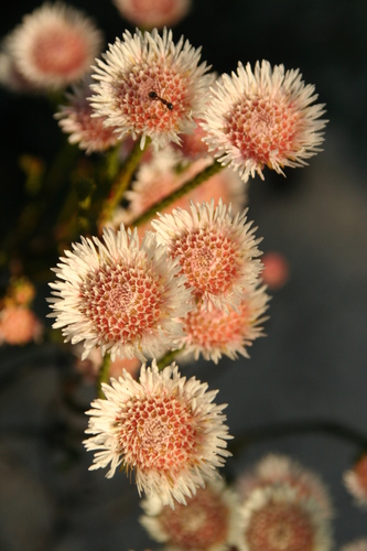 Image of Actinodium cunninghamii by no rights reserved