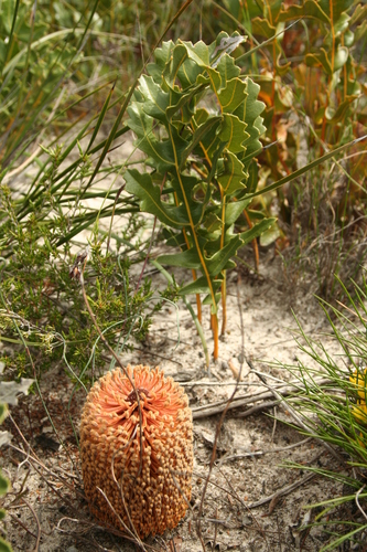 Image of Banksia repens by no rights reserved