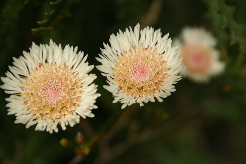 Image of Actinodium cunninghamii by no rights reserved