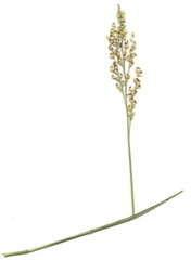 Panicum subflabellatum
