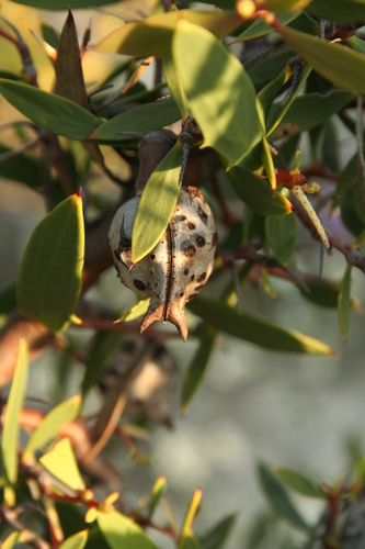 Hakea nitida, photograph 6