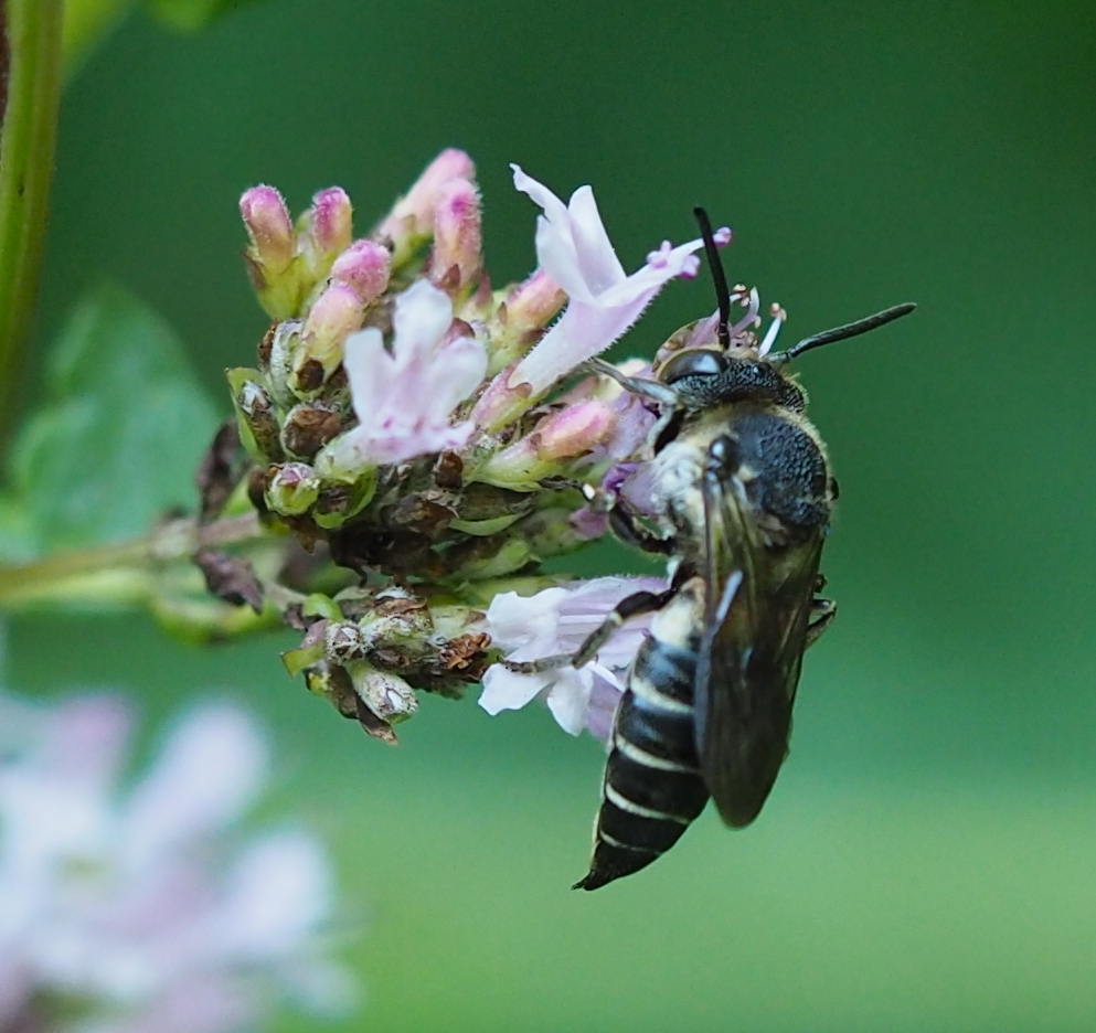 Dull-vented Sharp-tail Bee