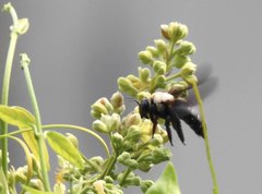 Xylocopa phalothorax