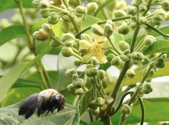 Xylocopa phalothorax