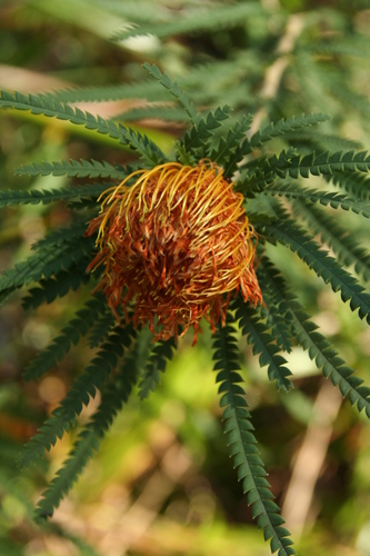 Image of Banksia formosa by no rights reserved