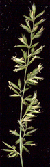 Koeleria capensis