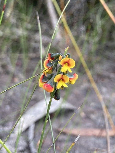 Image of Sphaerolobium minus by (c) fungihunter, some rights reserved (CC BY)