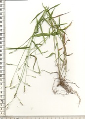 Panicum aequinerve