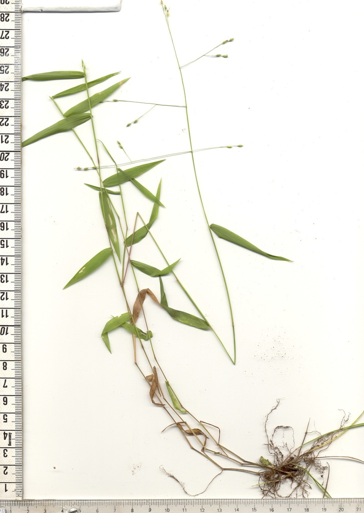 Panicum aequinerve