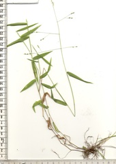 Panicum aequinerve
