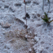 Utricularia adpressa - Photo (c) Alexander Shenkin, algunos derechos reservados (CC BY-NC), subido por Alexander Shenkin