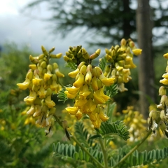Astragalus penduliflorus