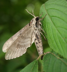 Ceratomia undulosa
