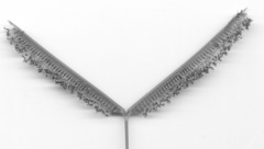 Dactyloctenium geminatum