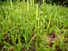 Lycopodium lagopus