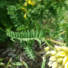 Astragalus penduliflorus