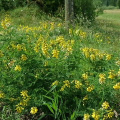 Astragalus penduliflorus