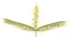 Dactyloctenium australe