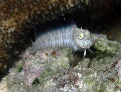 Patzner's Blenny photo 2