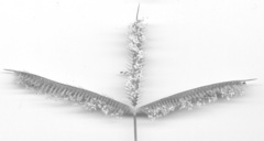 Dactyloctenium australe