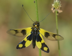 Libelloides macaronius