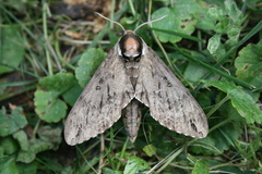 Ceratomia undulosa