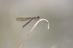 Aristocypha quadrimaculata