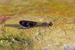 Aristocypha quadrimaculata