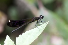 Aristocypha quadrimaculata