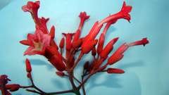 Fridericia ornithophila